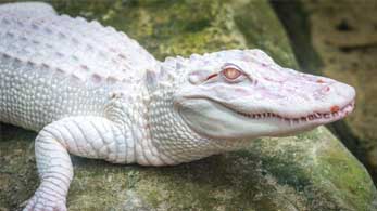 white crocodile