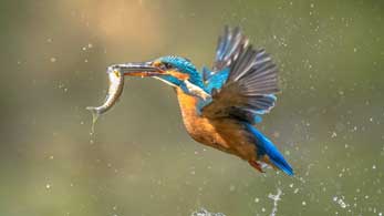 bhitarkanika bird