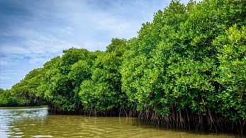 mangrove forest